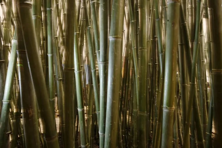 Bamboo. (Michael S. Wirtz / Staff Photographer)