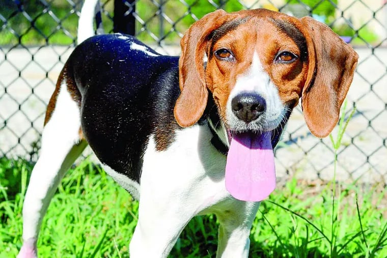 Firefly, a 2-year-old female American English Coonhound mix.