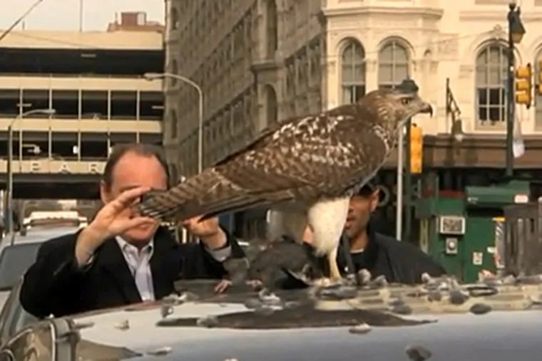 An adolescent hawk finishes lunch, a hapless pigeon, atop a car in Center City, unfazed by curious onlookers. (YouTube)