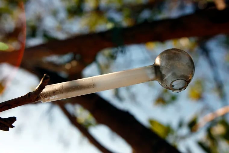 File image of a crack pipe hanging in a tree as crews from the City of Lynwood and South Gate clean up a homeless encampment in 2010. (Al Seib/Los Angeles Times/TNS)