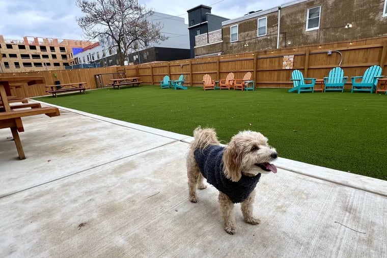 Harlow the Maltipoo taking in the outdoor dog park at the Boozy Mutt, 2639 Poplar St.