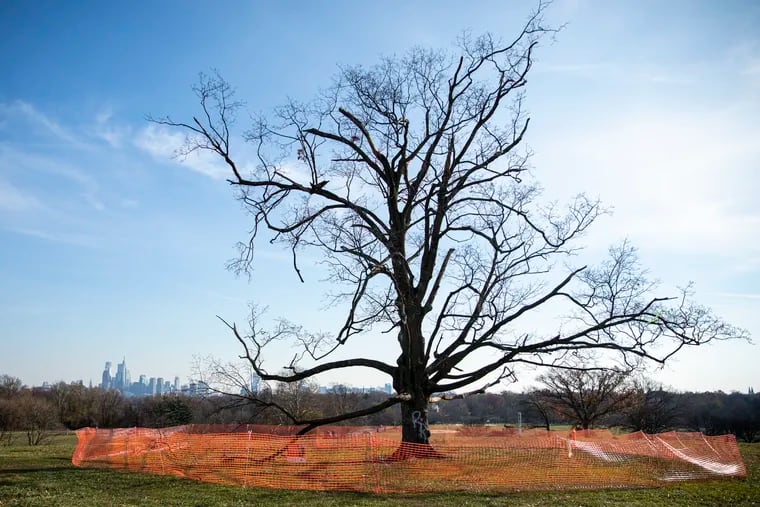 The sugar maple tree atop the Belmont Plateau with the city skyline in the distance. The tree is dying and needs to be cut down.