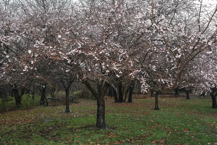 Cherry trees on Kelly Drive showed signs of life Thursday. Plant experts don’t seem too concerned.