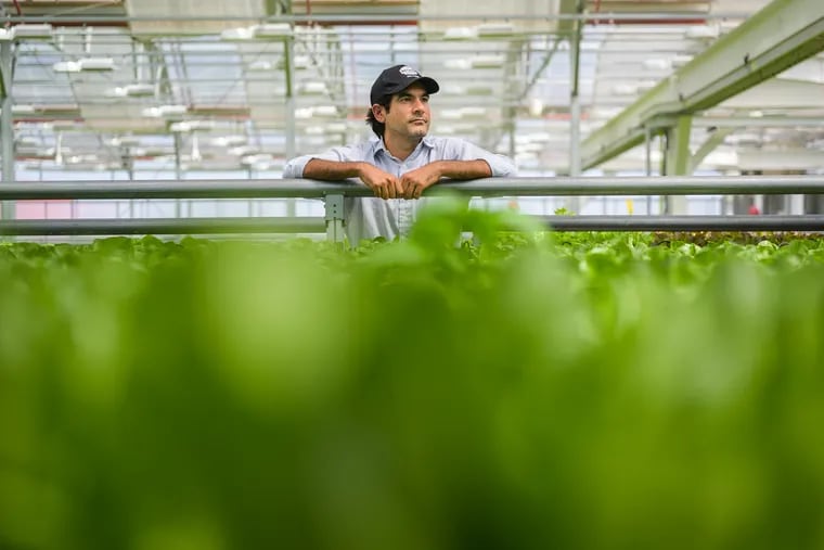 Viraj Puri, co-founder and CEO of Gotham Greens, in the company's facility in Hollis, N.Y. Gotham Greens builds and operates ecologically sustainable greenhouses in cities across America. Washington Post photo by Salwan Georges