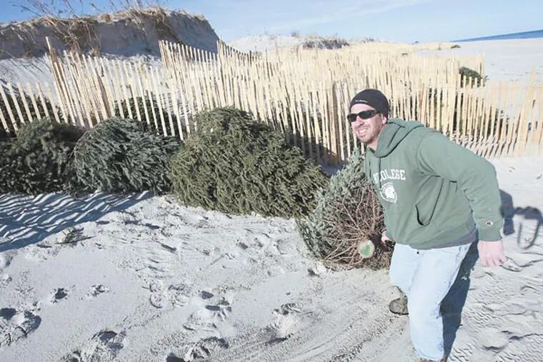 Dominick Solazzo, 40, has organized a Christmas tree collection drive to rebuild the dunes in his hometown. “Gifts” of discarded Christmas trees have arrived almost daily at Berkeley Township’s Midway Beach, on a narrow spit of land nestled between Seaside Park and Island Beach State Park. The trees will be used to rebuild the dunes, devastated by Hurricane Sandy. Contributions included truckloads from Haddonfield, where the public works department agreed to collect trees and students will travel down on MLK Day to help with the project. ( DAVID SWANSON / Staff Photographer )