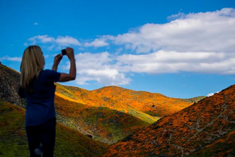 A visitor captures images of the super bloom at the Lake Elsinore Poppy Fields in Walker Canyon after the city closed the area in Lake Elsinore, Calif., on March 18, 2019.