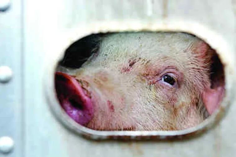 PIGGING OUT: A pig looks through a vent in a truck trailer while the truck's driver has lunch in a diner in Milford, Del.