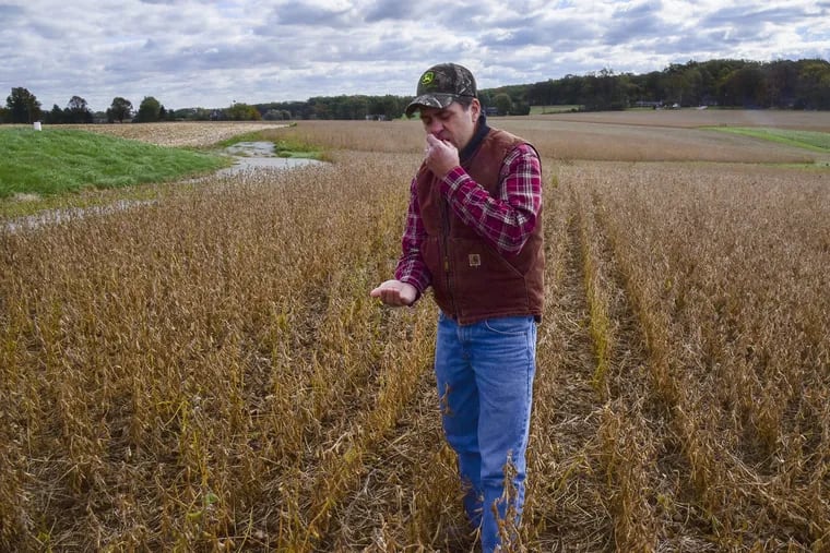 Farmer Don Cairns tastes soybeans at his Parkesburg, Chester County farm at the start of the 2017 harvest. Planned tariffs could slow U.S. exports to China, driving down prices.