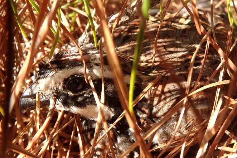 For the past four years, the Audubon Society of New Jersey has been reintroducing wild Northern Bobwhite quail to the state. Each year, they introduce 80 wild birds – 40 male, 40 female – to the Pine Island Cranberry farm in Chatsworth, Burlington County.