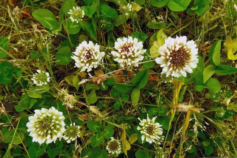 Clover is a spontaneous ground cover that is a great pollen source for beneficial insects.