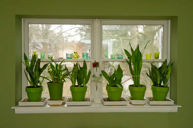 Make sure you clean those plants on the window sill before bringing in the others.