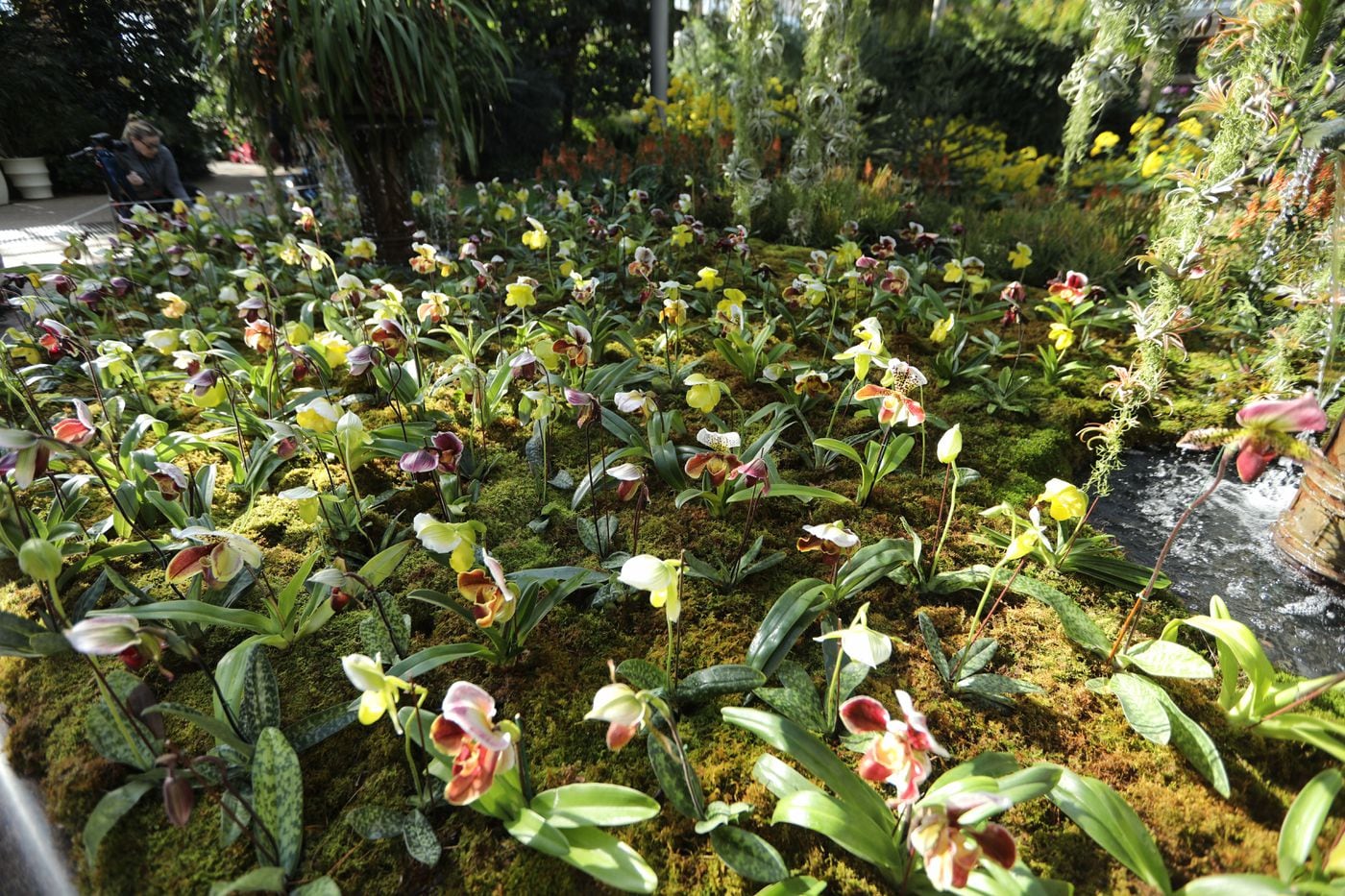 Longwood Gardens Orchid Grower Is Cultivating His Dream Of