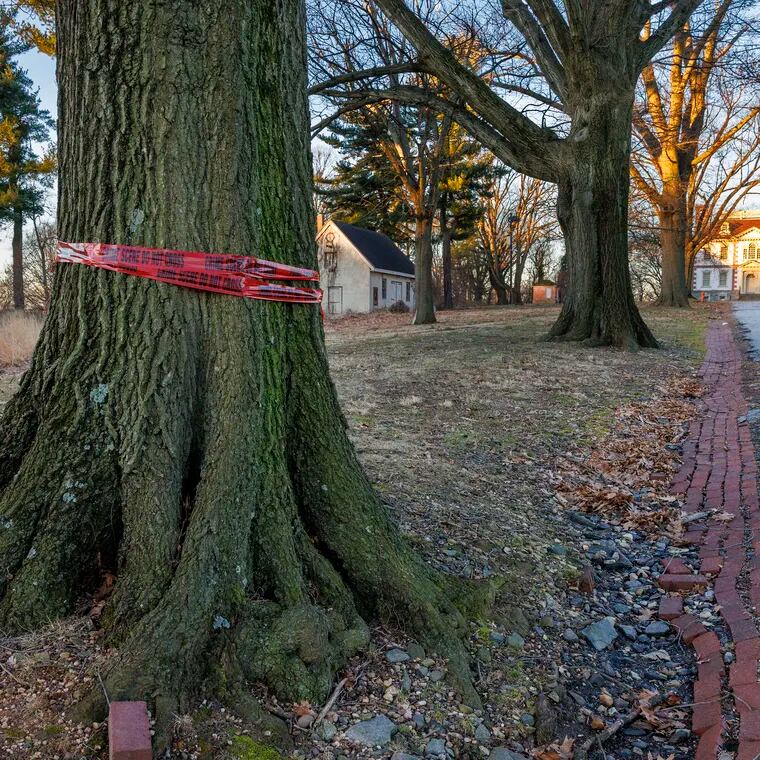 Crime scene tape on a tree along Mount Pleasant Drive near Fairmount Park's Mount Pleasant Mansion marks the spot where a man and woman were found dead last Thursday.