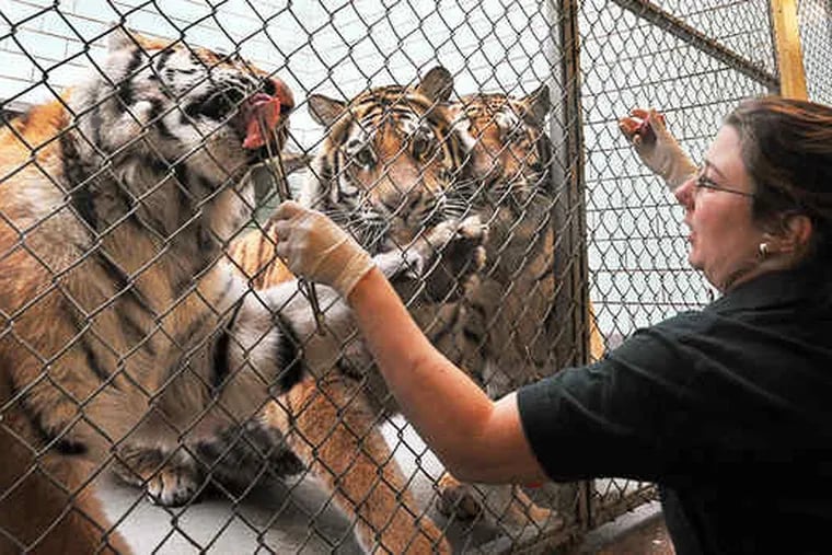 Using meat treats, tiger keeper Tara Brody trains tiger cubs (from left) Terney, Changbai, and Koosaka to come on command - for medical and hygiene needs.