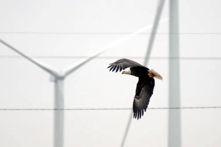 A bald eagle flies past wind turbines.