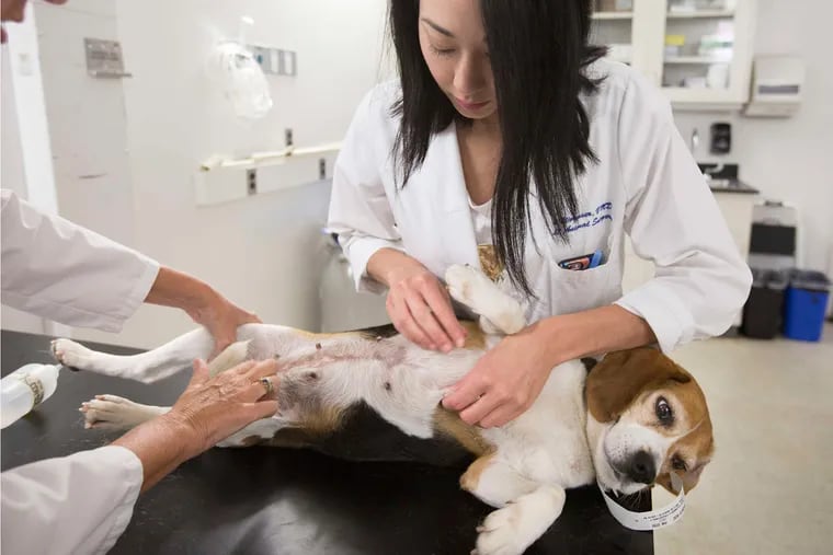 Veterinary surgeon Chloe Wormser examines Frosting at the University of Pennsylvania Veterinary Hospital.