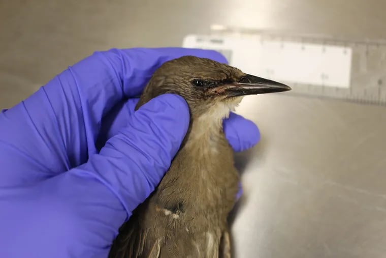 Photo of a juvenile (fledgling) starling that was found in Philadelphia and examined at the Pennsylvania Diagnostic Laboratory System New Bolton Center in Kennett Square, Chester County. Birds are dying of a mysterious illness that's left scientists and wildlife experts stumped.