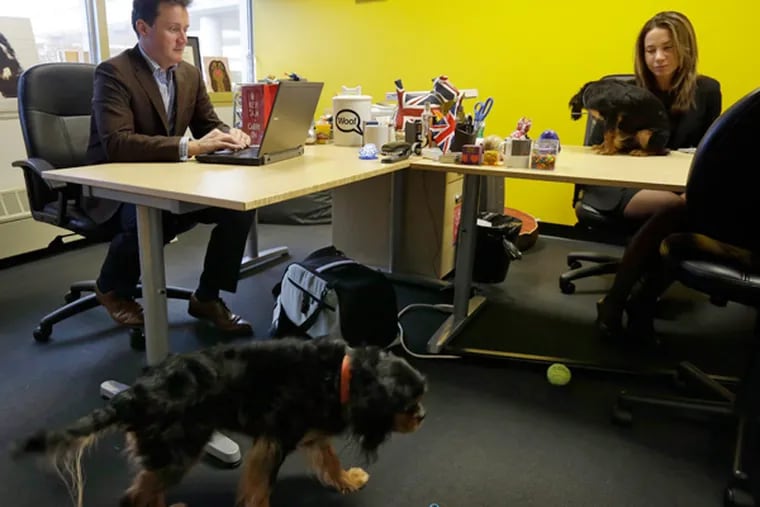 Chris and Natasha Ashton, owners of Petplan, work in the offices of their pet insurance company in Philadelphia.