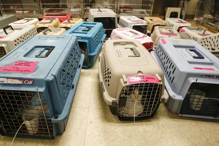 After Hurricane Harvey, Brandywine Valley SPCA in West Chester welcomed 43 animals displaced by the storm. When a natural disaster hits, remember that humans aren’t the only ones who are affected. Animals’ homes are also destroyed during fires and floods, and once the smoke clears or the water recedes, displaced animals may venture into residential areas in a desperate search for food, water and shelter.
