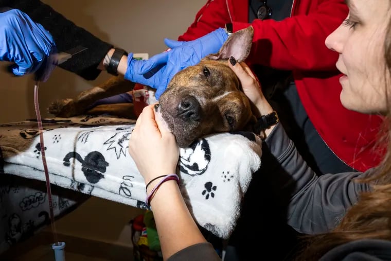 A needle is removed as Maple donates blood at Veterinary Emergency Group on Jan. 15.