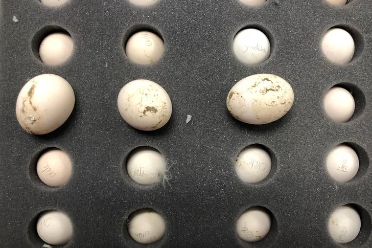 Forty hatching eggs were found by U.S. Customs and Border Protection in Philly July 24.