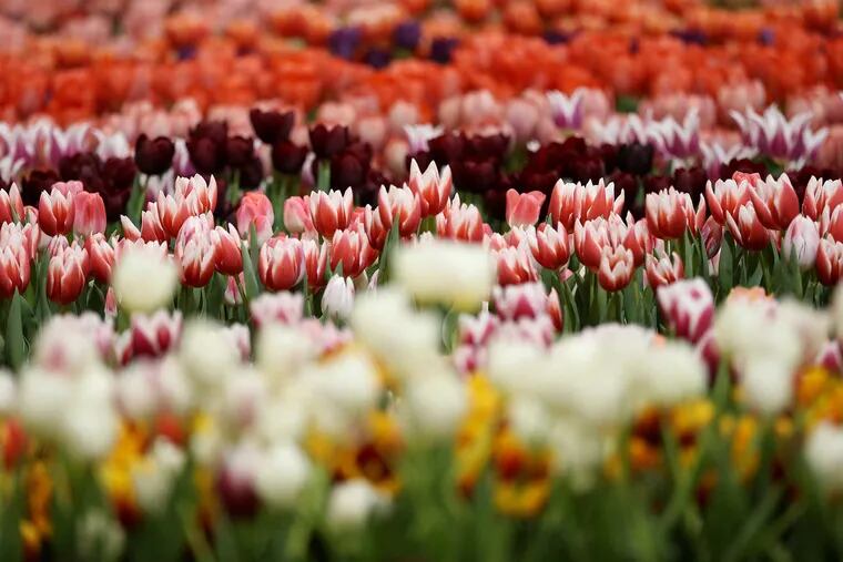 A tulip display is pictured during the first day of the annual Philadelphia Flower Show at the Pennsylvania Convention Center on Saturday, March 3, 2018.