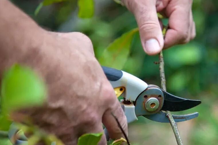 When pruning, cut only the obviously diseased and damaged. Warm weather will cause buds to pop out on branches you thought were goners.