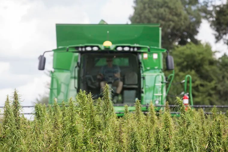 FILE - In this Aug. 16, 2017 file photo, a Calloway, Ky., County farmer, harvests hemp at Murray State University's West Farm in Murray, Ky. Kentucky has laid out its oversight plans for hemp's comeback as a legal commodity in a filing submitted to federal agriculture officials. State Agriculture Commissioner Ryan Quarles sent the plan to the U.S. Department of Agriculture on Thursday, Dec. 20, 2018, the same day President Donald Trump signed the new federal farm bill into law. (Ryan Hermens/The Paducah Sun via AP)