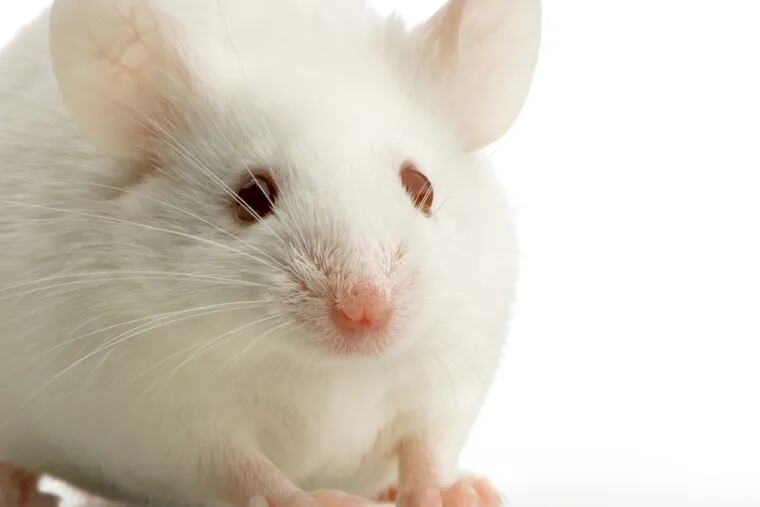 Mice who vaped nicotine had an increase in tumors.