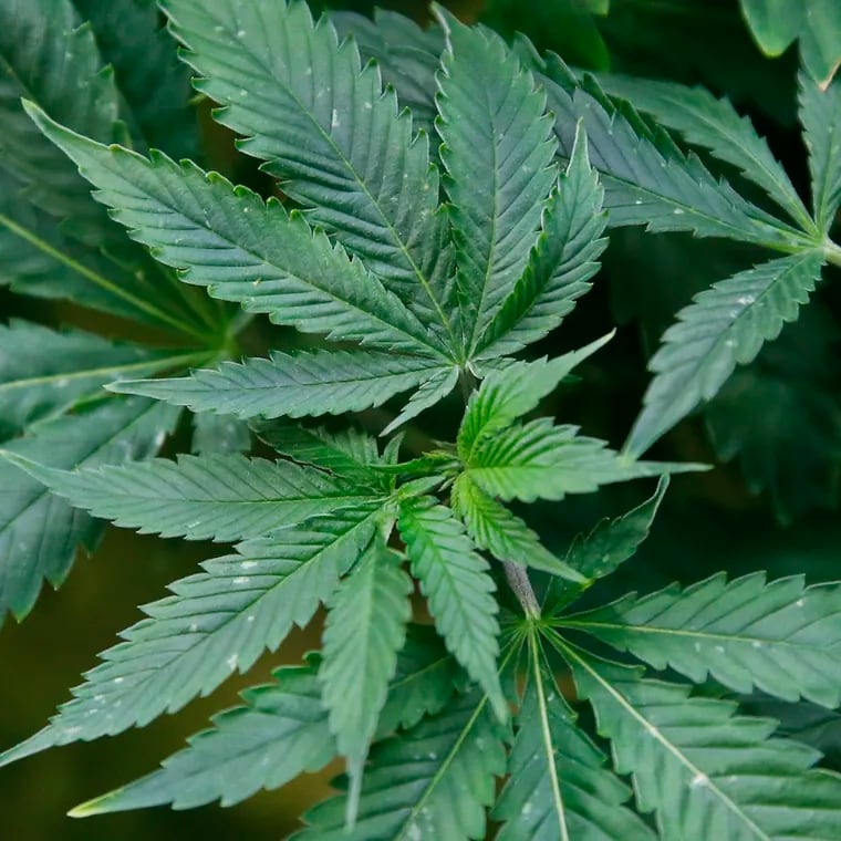 Marijuana plants are pictured at a growing facility in Oklahoma City in 2020.