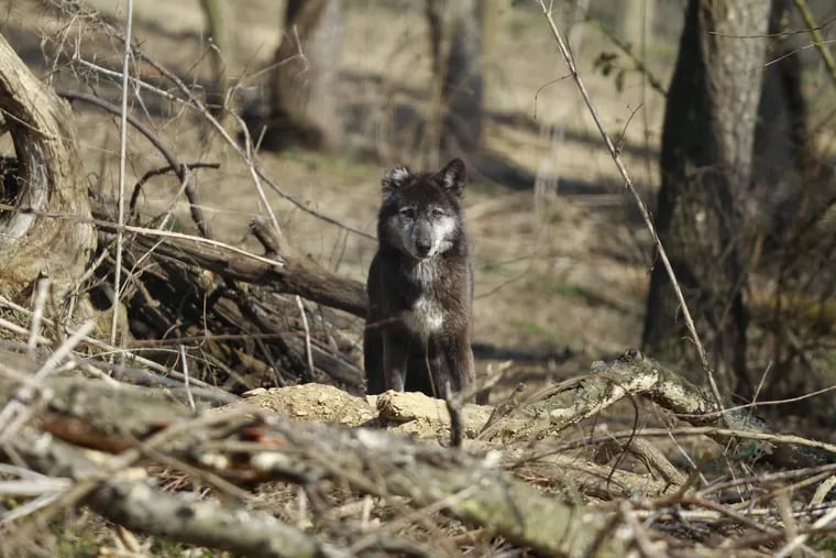 One of the many grey wolves at the Pennsylvania Wolf Sanctuary in Lititz, Pa.