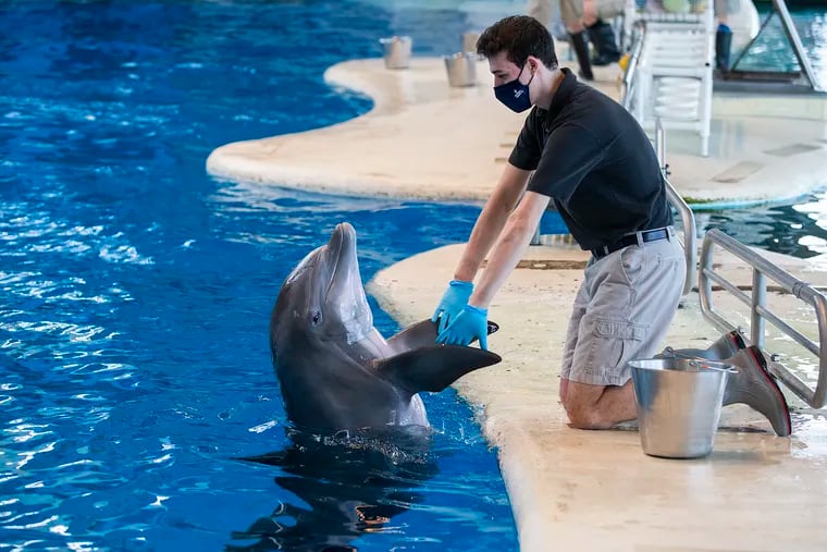 Julian Levin spent the last three months interning with marine mammals in the Dolphin Discovery area at the National Aquarium in Baltimore. He works with Chesapeake, the oldest of the six dolphins at the aquarium.