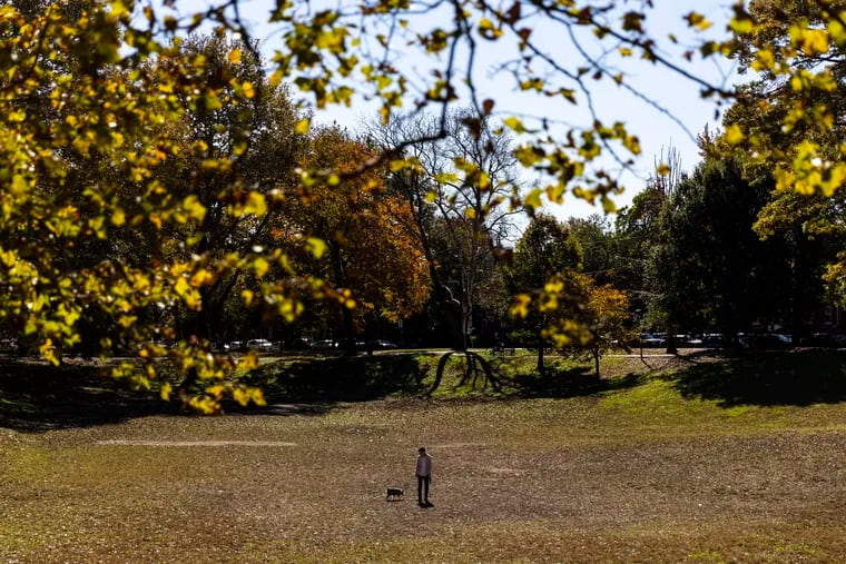 A person out enjoying the weather with a friend last Friday in Clark Park in the background of a tree that looks mighty yellow for November.