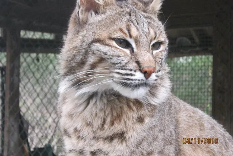 Blanche, a 22-year-old North American bobcast, had a terrible Friday. She was stolen from a Poconos zoo and stuffed into the trunk of a car for hours before the alleged cat burglar was arrested.