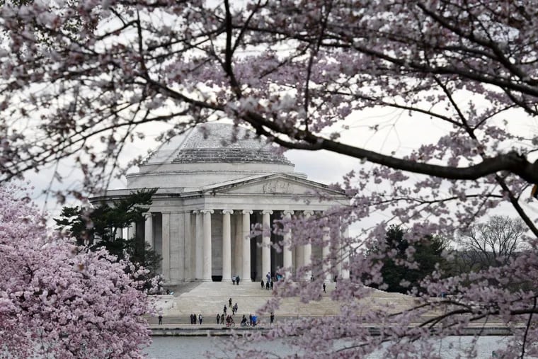 The Jefferson Memorial as seen through cherry blossoms last year in Washington.