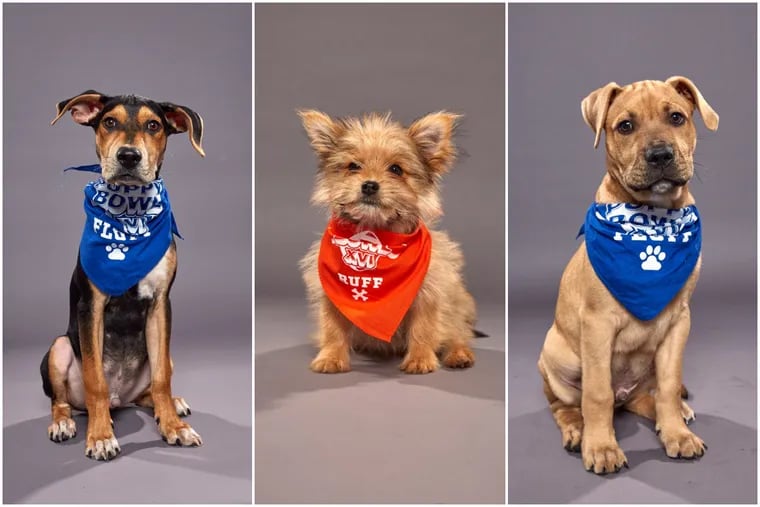 Coach, Linus, and Kingery will compete in the 2020 Puppy Bowl on Animal Planet