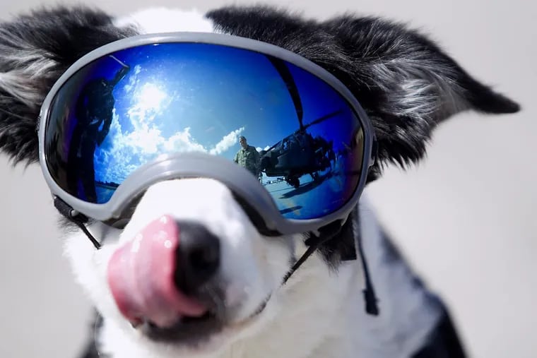 In this undated photo the AH-64 Apache is reflected in Piper the dog’s goggles at Cherry Capital Airport in Traverse City, Mich. The speedy border collie that gained internet fame for chasing critters off the Michigan airport’s runways has died after a yearlong fight with cancer.