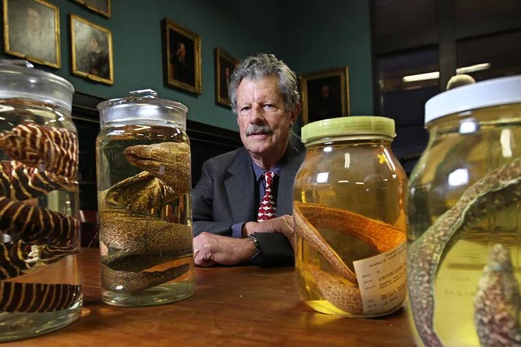 Gordon Chaplin sits in the Academy of Natural Sciences of Drexel University with eel specimens from the Bahamas. MICHAEL BRYANT / Staff Photographer