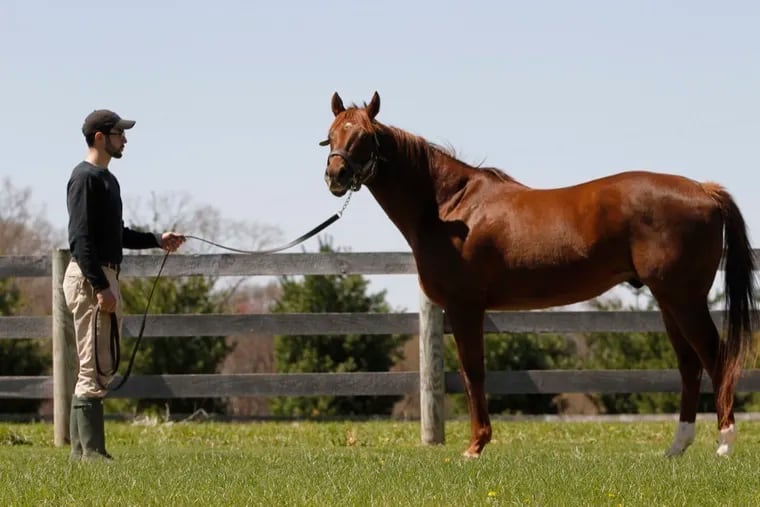 Chris Gracie, brood mare manager at Northview Stallion Station in Peach Bottom, Pa., and Smarty Jones.