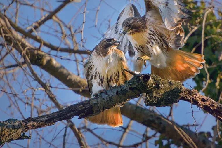 The red-tailed hawks that nested on St. Joseph’s University campus last spring, nicknamed Crimson and Gray, grace the cover of a book about their urban adventure. (CHRISTOPHER DIXON / Courtesy of St. Joseph's University Press)