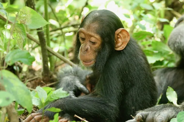 This chimpanzee, named Betty, was among five who died from a human cold virus in Uganda in 2013. Other human viruses have since been found in chimps.