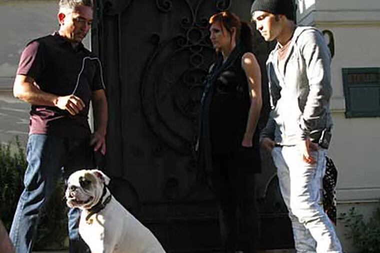 Dog Whisperer Cesar Millan (left) works with Pop-star Ashley Simpson-Wentz (center) and bassist / lyricist Pete Wentz's English Bulldog, Hemingway. (Neal Tyler / NGT)