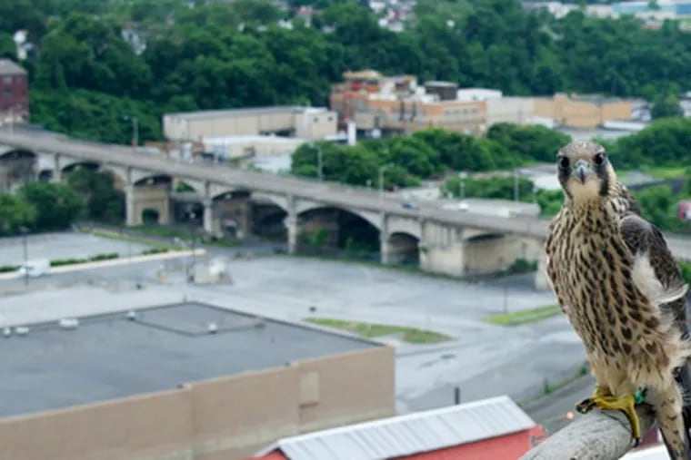Falcon pairs began breeding on the DEP building in Harrisburg, shortly after staff put out the welcome mat: a three-sided wood nesting box and a few handfuls of gravel. (CLEM MURRAY/Staff photographer)