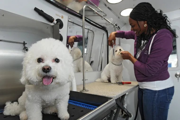 Ella sits quietly, all shampooed and groomed, as Taria Avery works on Oliver inside her mobile pet grooming truck Feb. 18, 2014.  Avery started her mobile pet grooming business, Avery's Pet Styling and Boutique, after a career in the corporate world.  Both dogs are Bichon Frise. (CLEM MURRAY/Staff Photographer)
