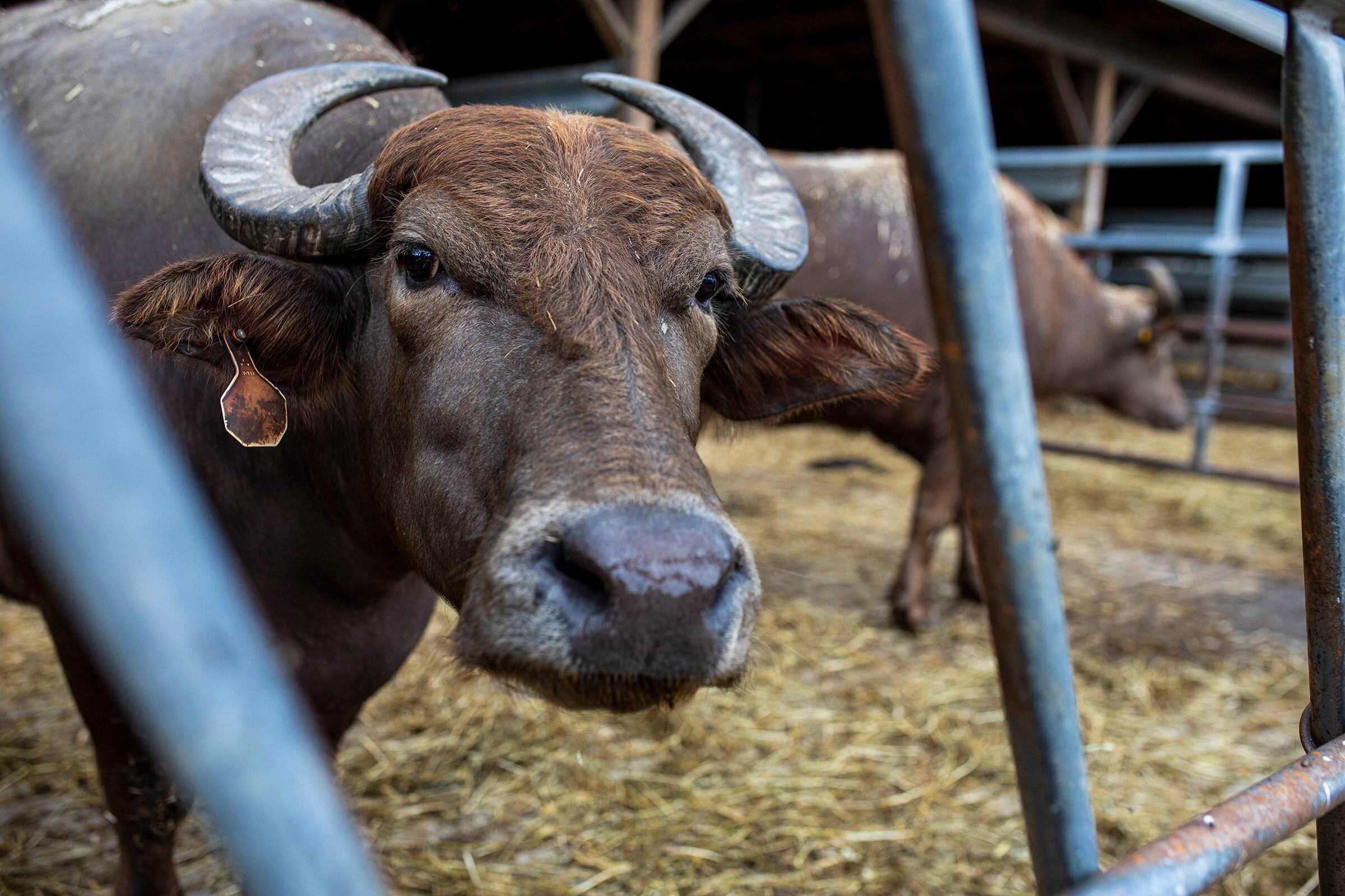 Can bufala mozzarella help Pennsylvania's dairy farms