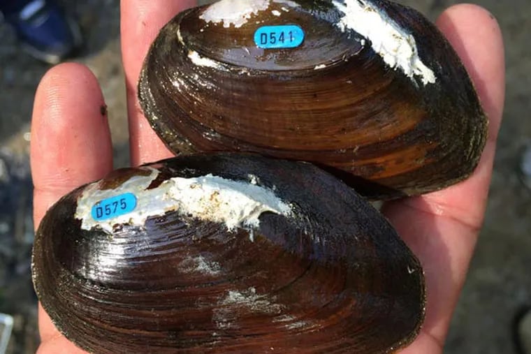 Two freshwater mussels after being prepared for release in the Tacony Creek, bearing labels and ID numbers.