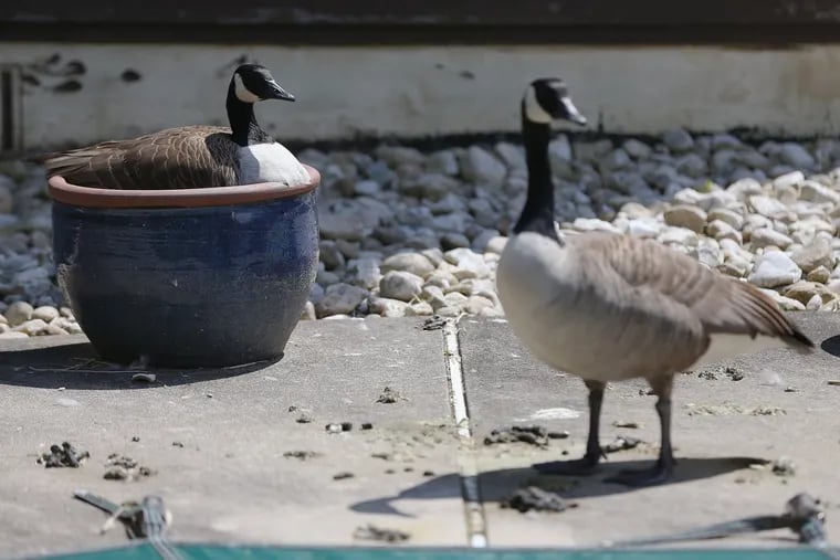 Two geese, which Donna Saul has named Rosie (left) and Beauregard, are pictured in the back yard of Saul's Malvern home. Rosie is currently nesting with three eggs in one of Saul's flower pots.