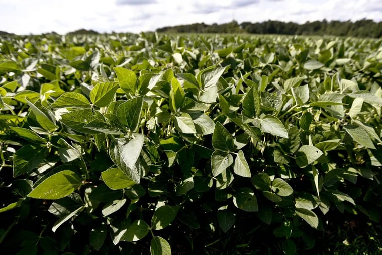 In this photo made on Saturday, July 28, 2018, a soybean crop grows on a farm in Renfrew, Pa. (AP Photo/Keith Srakocic)
