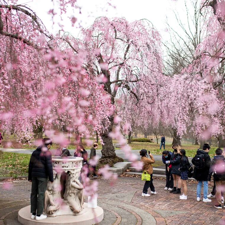 People were out enjoying the weather, taking photos of cherry blossoms in West Fairmount Park around this time last year.