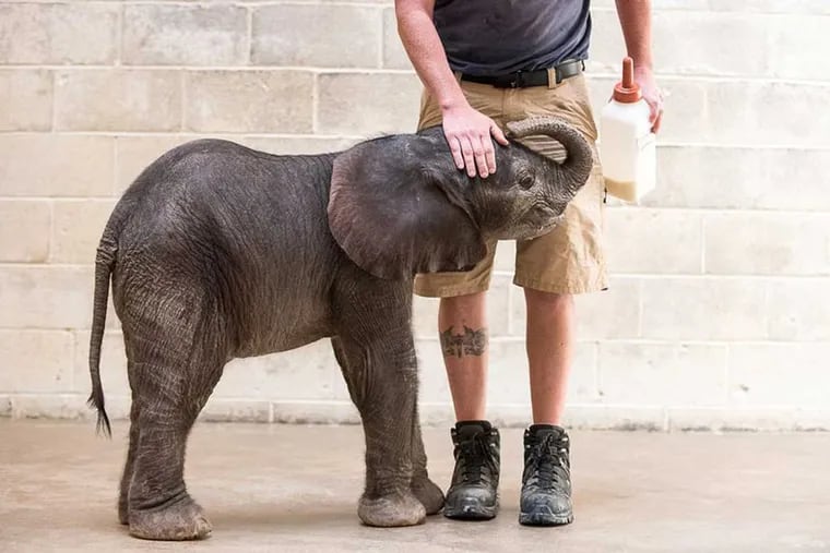 Keepers are raising an elephant who was born prematurely at the Pittsburgh Zoo.
